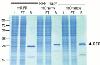 The RFP-Trap® pulls down all major variants of RFP (mCherry, mOrange) from cell extracts with minimal background